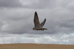 halcon-en-vuelo