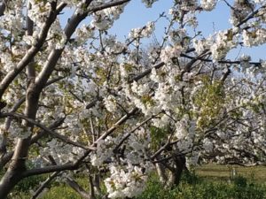 Cerezos en Flor Valle del Jerte 2020