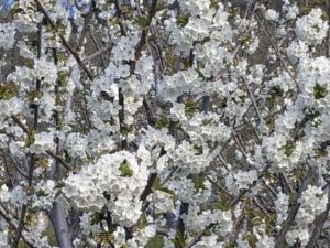 Cerezo en flor Valle del Jerte 2020