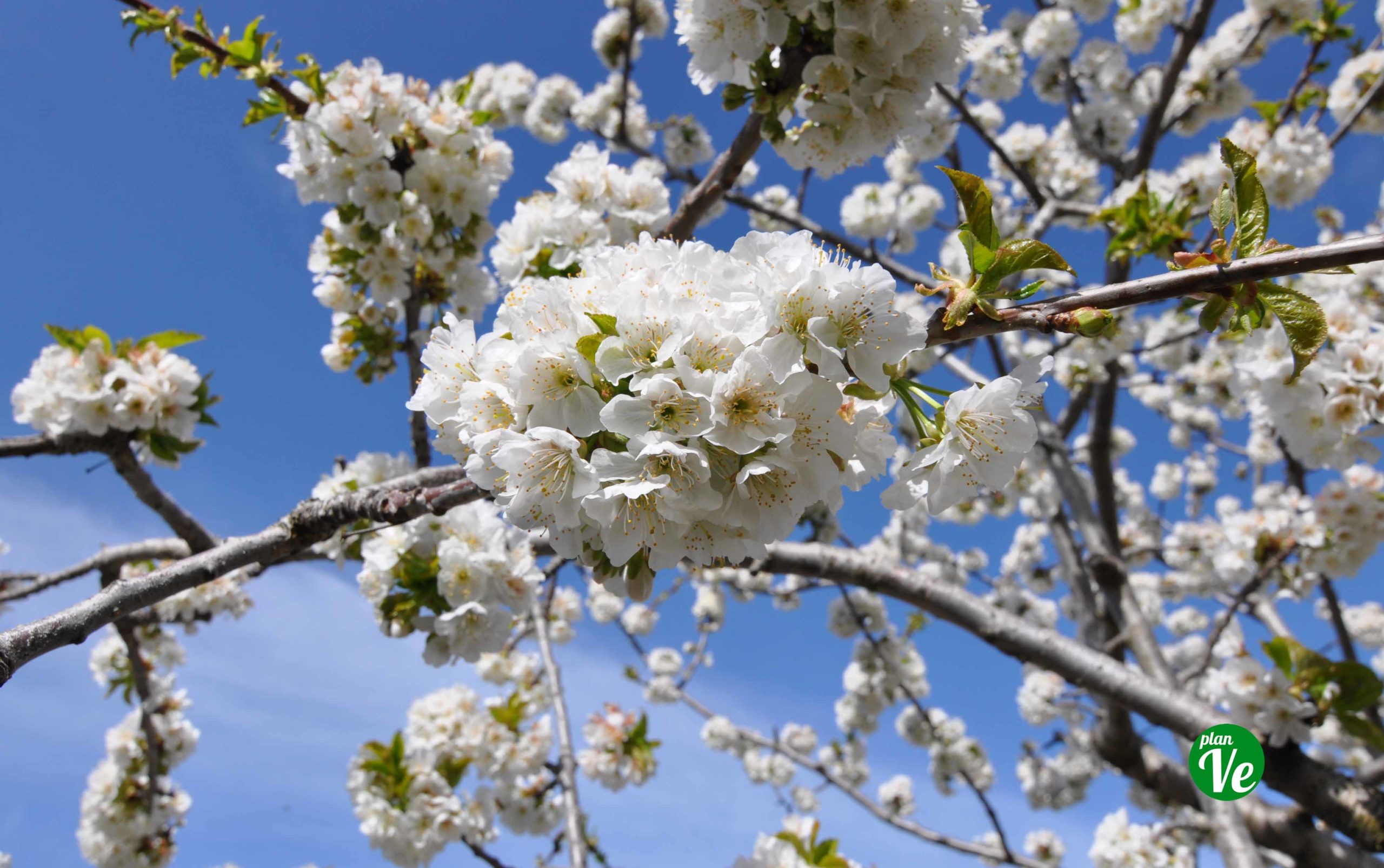Fiesta del Cerezo en Flor 2023 del 17 de marzo al 1 de abril